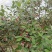菲油果树苗新西兰大果斐济果苗盆栽阳台庭院地栽果树常绿植物