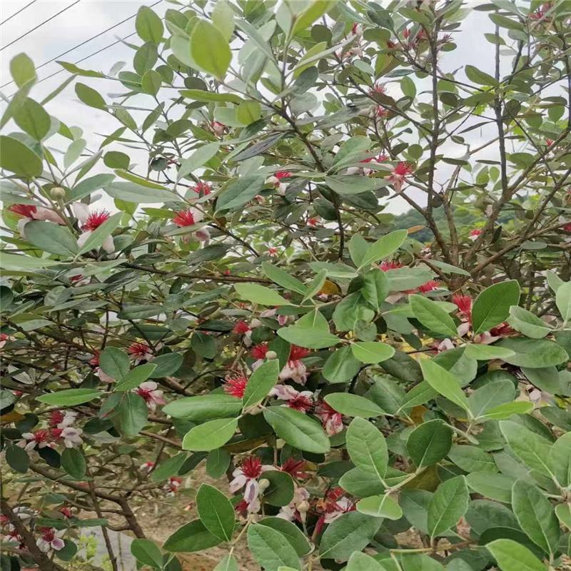 菲油果树苗新西兰大果斐济果苗盆栽阳台庭院地栽果树常绿植物