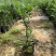 菲油果树苗新西兰大果斐济果苗盆栽阳台庭院地栽果树常绿植物