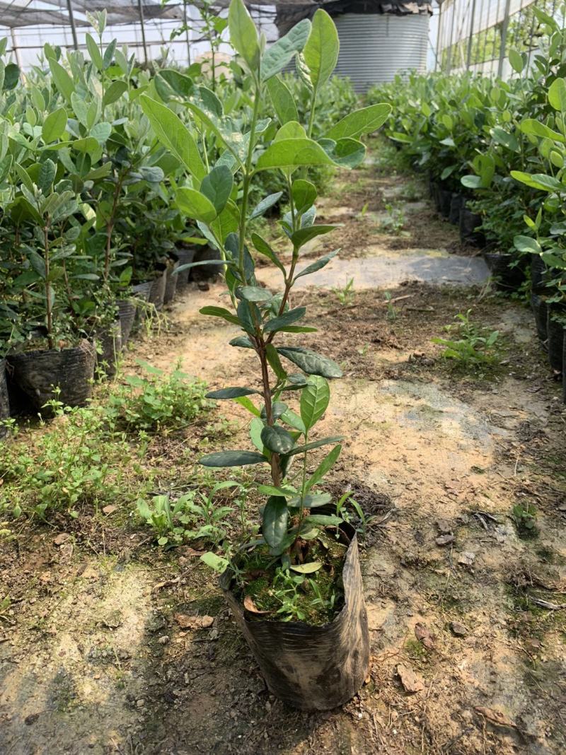 菲油果树苗新西兰大果斐济果苗盆栽阳台庭院地栽果树常绿植物