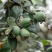 菲油果树苗新西兰大果斐济果苗盆栽阳台庭院地栽果树常绿植物