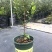菲油果树苗新西兰大果斐济果苗盆栽阳台庭院地栽果树常绿植物