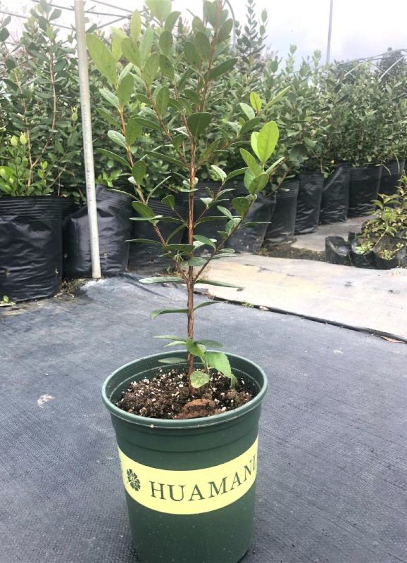 菲油果树苗新西兰大果斐济果苗盆栽阳台庭院地栽果树常绿植物