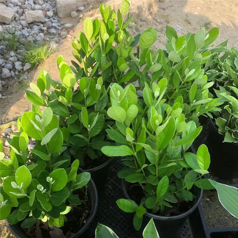 菲油果树苗新西兰大果斐济果苗盆栽阳台庭院地栽果树常绿植物