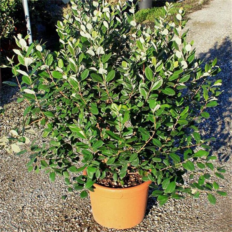 菲油果树苗新西兰大果斐济果苗盆栽阳台庭院地栽果树常绿植物