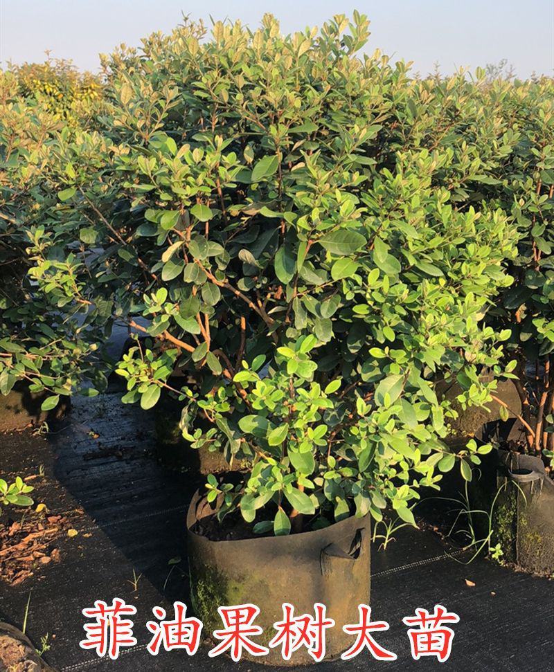 菲油果树苗新西兰大果斐济果苗盆栽阳台庭院地栽果树常绿植物