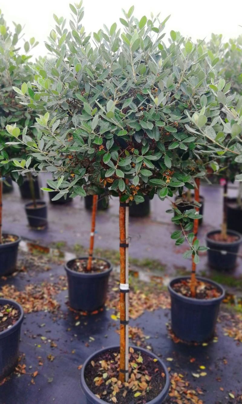 菲油果树苗新西兰大果斐济果苗盆栽阳台庭院地栽果树常绿植物