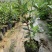 菲油果树苗新西兰大果斐济果苗盆栽阳台庭院地栽果树常绿植物