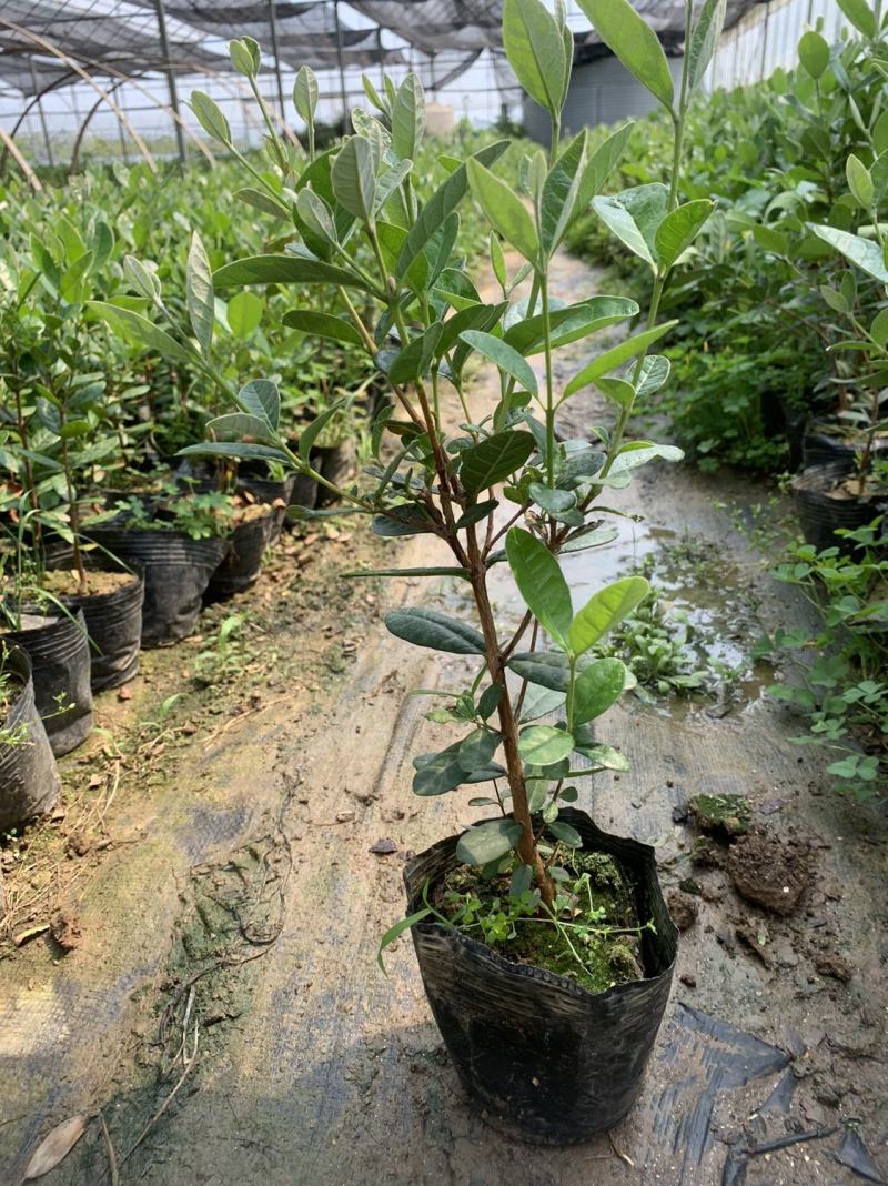 菲油果树苗新西兰大果斐济果苗盆栽阳台庭院地栽果树常绿植物