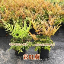 红盖鳞毛蕨盆栽室内外花镜露天蕨类植物多年生观叶