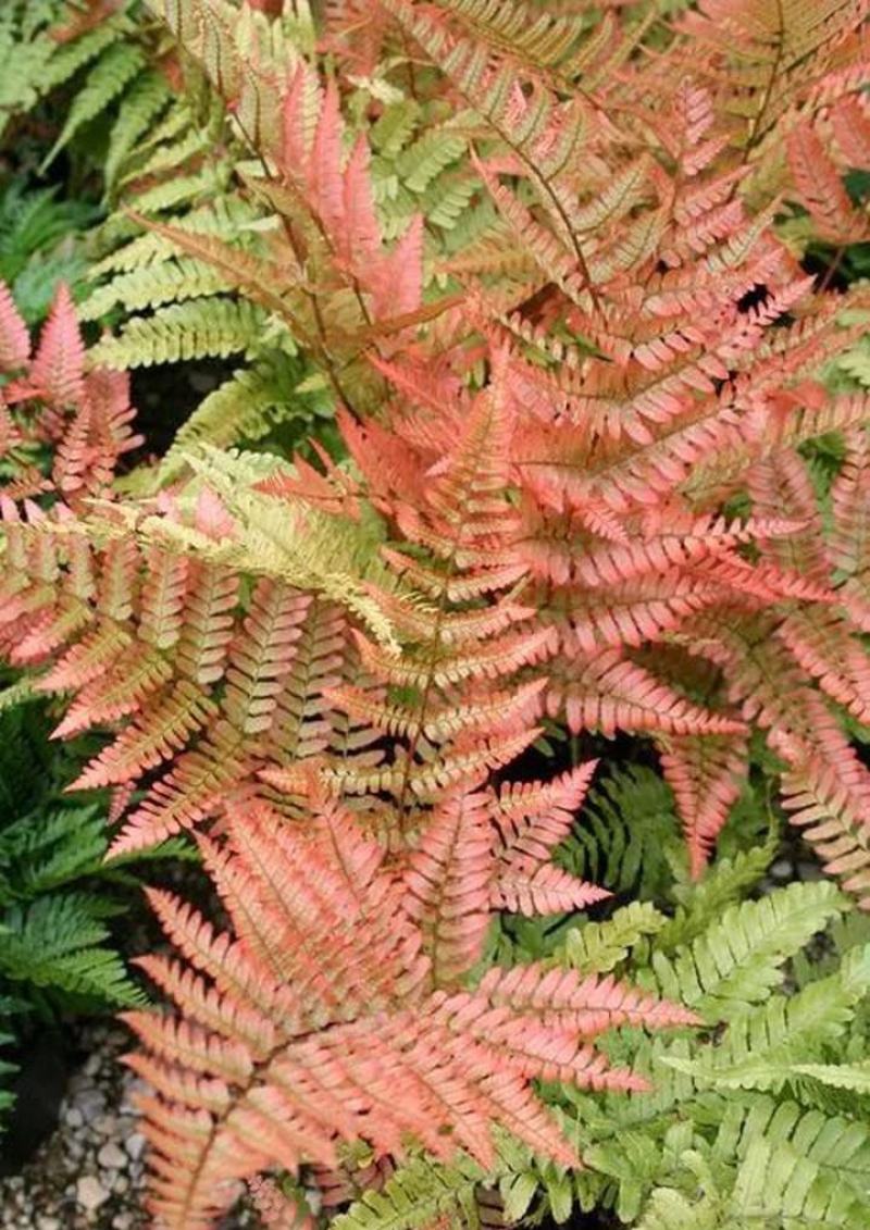 红盖鳞毛蕨盆栽室内外花镜露天蕨类植物多年生观叶