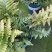 红盖鳞毛蕨盆栽室内外花镜露天蕨类植物多年生观叶