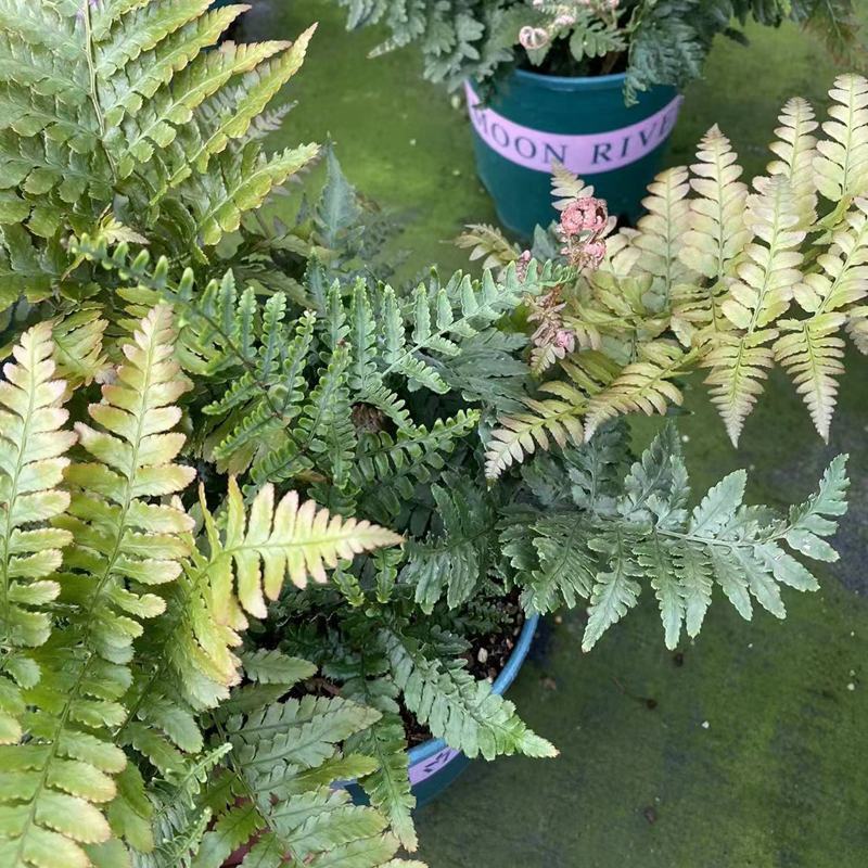 红盖鳞毛蕨盆栽室内外花镜露天蕨类植物多年生观叶