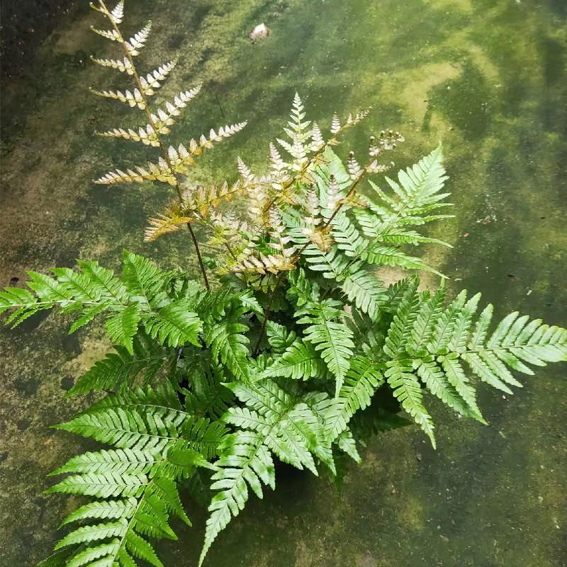 红盖鳞毛蕨盆栽室内外花镜露天蕨类植物多年生观叶