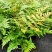红盖鳞毛蕨盆栽室内外花镜露天蕨类植物多年生观叶