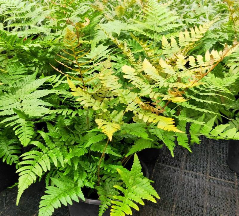 红盖鳞毛蕨盆栽室内外花镜露天蕨类植物多年生观叶
