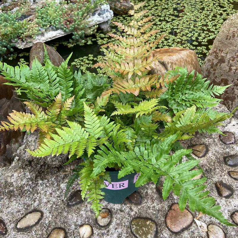 红盖鳞毛蕨盆栽室内外花镜露天蕨类植物多年生观叶