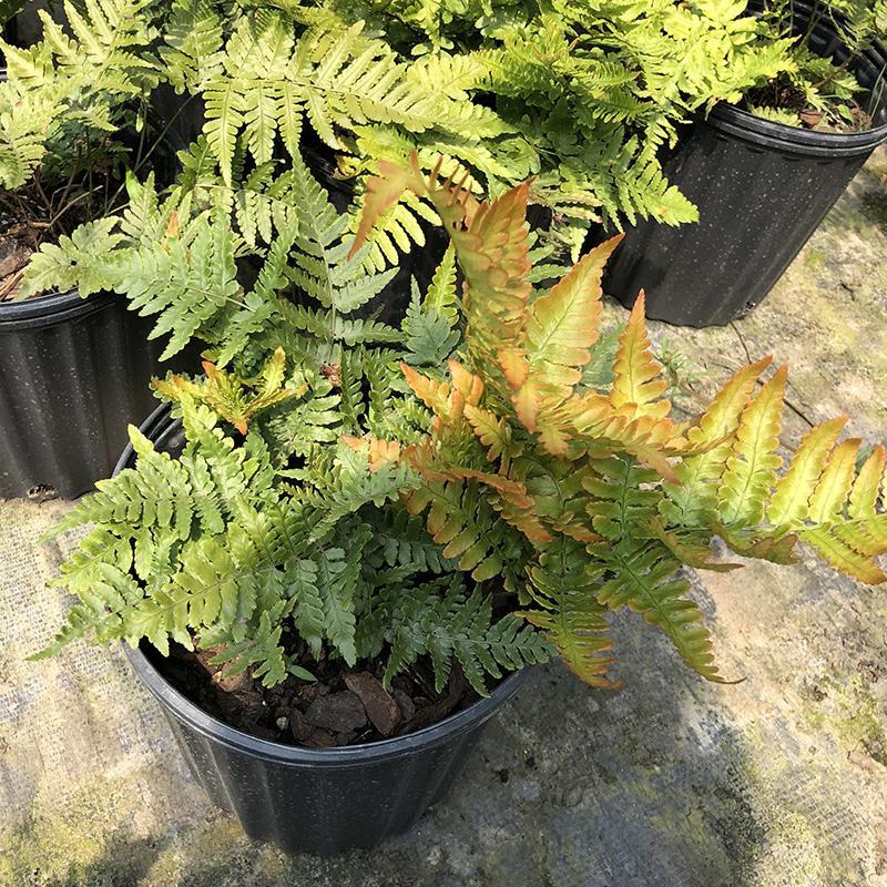 红盖鳞毛蕨盆栽室内外花镜露天蕨类植物多年生观叶