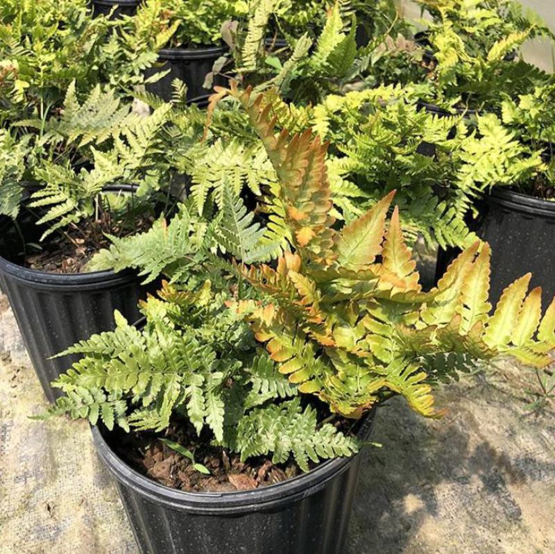 红盖鳞毛蕨盆栽室内外花镜露天蕨类植物多年生观叶