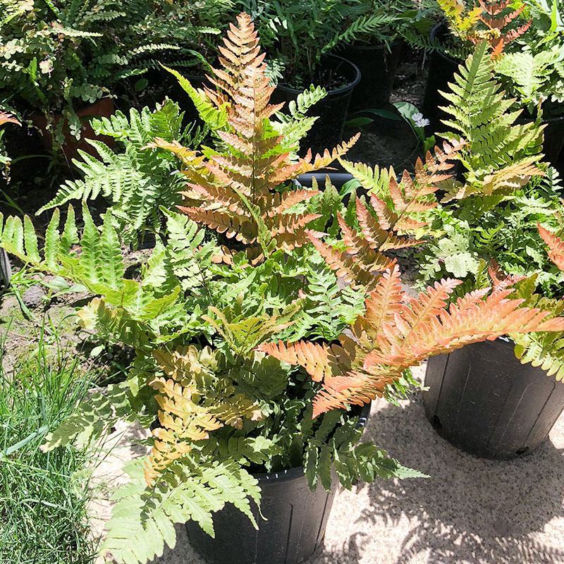 红盖鳞毛蕨盆栽室内外花镜露天蕨类植物多年生观叶