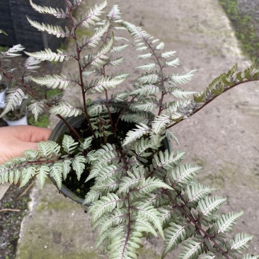 紫色画蕨幽灵厥盆栽ins网红阳台花园室内阴生宿根植物