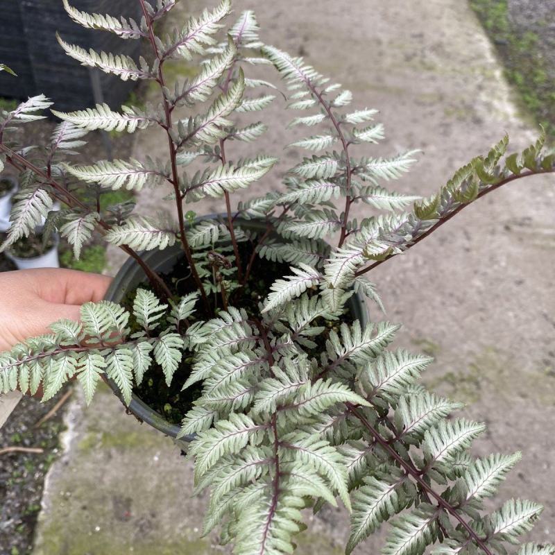 紫色画蕨幽灵厥盆栽ins网红阳台花园室内阴生宿根植物