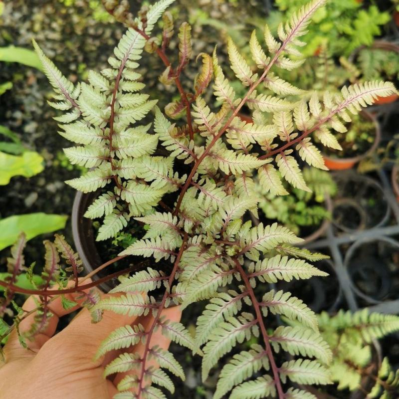 紫色画蕨幽灵厥盆栽ins网红阳台花园室内阴生宿根植物