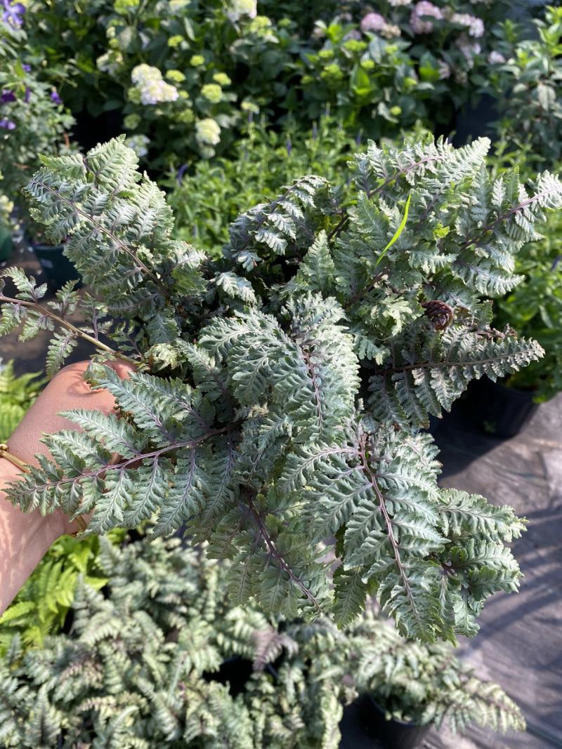 紫色画蕨幽灵厥盆栽ins网红阳台花园室内阴生宿根植物