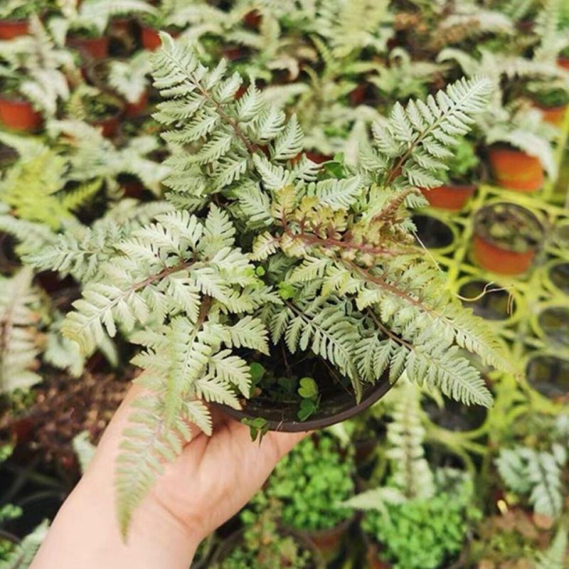 紫色画蕨幽灵厥盆栽ins网红阳台花园室内阴生宿根植物