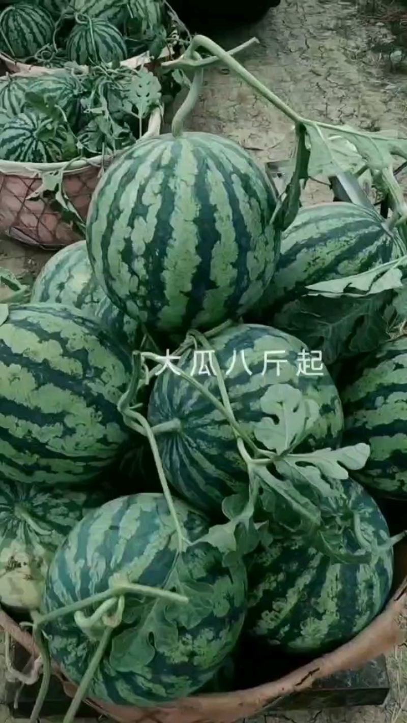 安徽蚌埠怀远精品无籽美都二十万斤可大量供货成熟度好耐运输