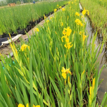 产地一手货源各种规格精品黄菖蒲包成活基地自营无中间商