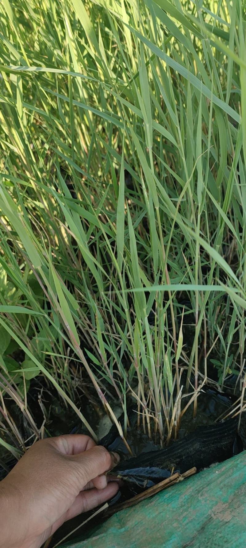 瑞毅水生植物基地产地直供一手货源芦苇苗当年见效包成活