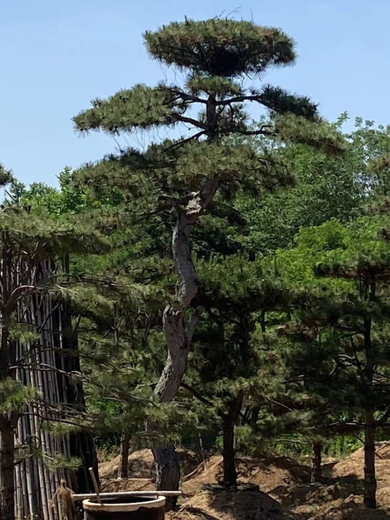 造型油松，造型古松，精品造型松，各种规格，常年供应。
