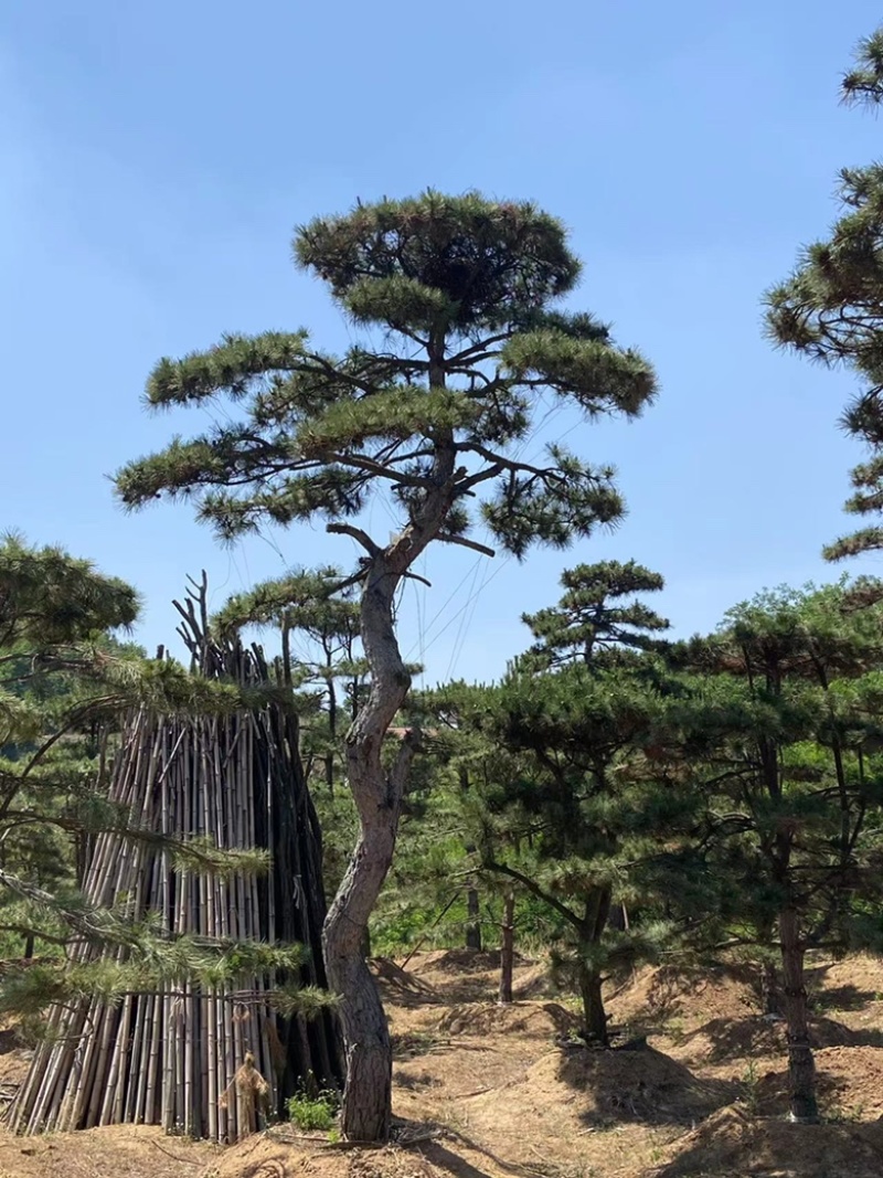 造型油松，造型古松，精品造型松，各种规格，常年供应。
