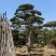 造型油松，造型古松，精品造型松，各种规格，常年供应。