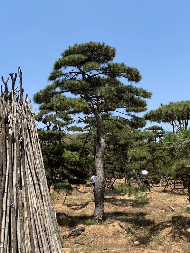 造型油松，造型古松，精品造型松，各种规格，常年供应。