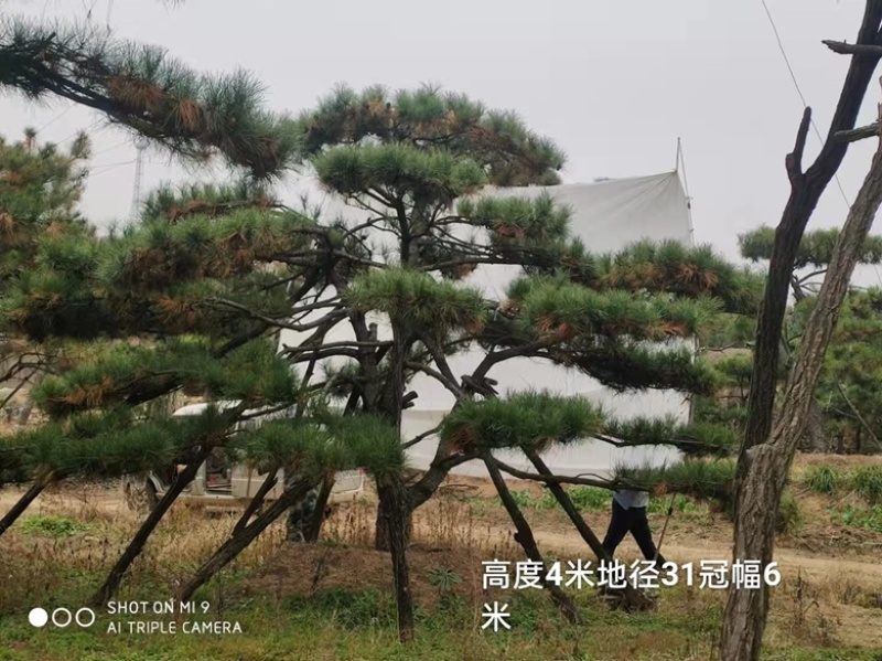 造型油松造型黑松各种园林绿化景观松迎客松