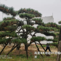 油松造型油松造型松迎客松欢迎上门指导可开发票