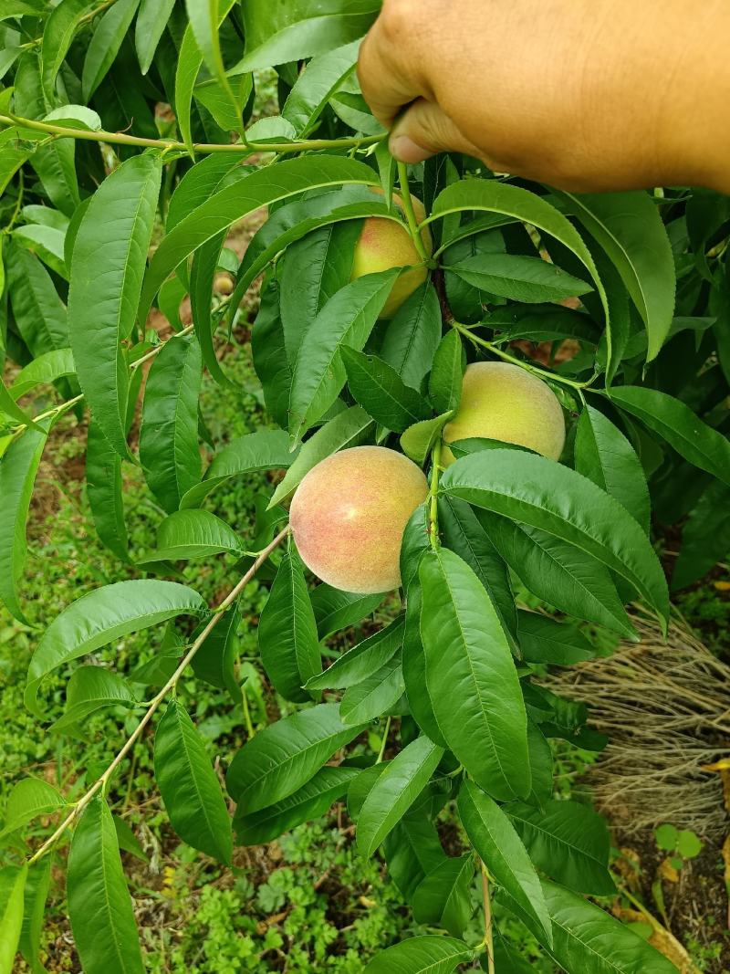 湖北枣阳市二号大量上市了。突围也开始装了