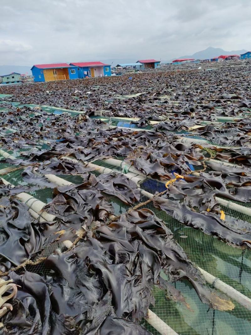 海带卷新鲜烘干海带霞浦万年红养蜂场分厂合作企（实名认证）