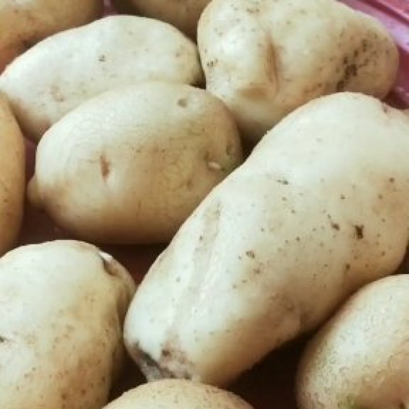 家有百亩黄心土豆已上上市有需要的老板请联系。