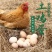 土鸡蛋恩施散养鸡土鸡蛋儿童孕妇谷物纯粮草鸡蛋