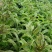 高原夏菜质量好颜色正诚信赢天下