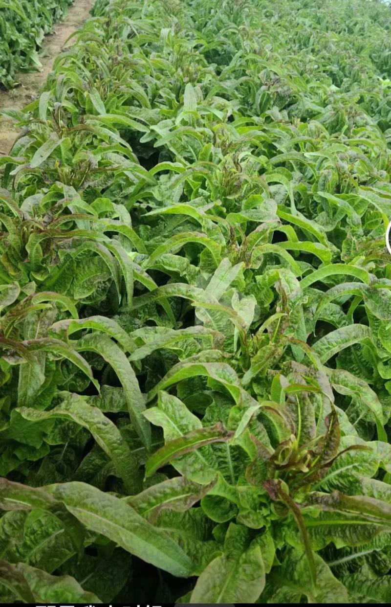 高原夏菜质量好颜色正诚信赢天下