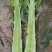 高原夏菜质量好颜色正诚信赢天下