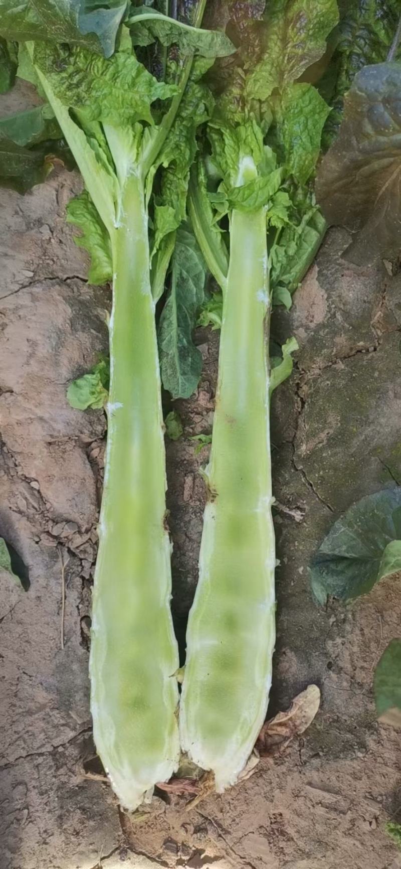 高原夏菜质量好颜色正诚信赢天下