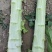 高原夏菜质量好颜色正诚信赢天下