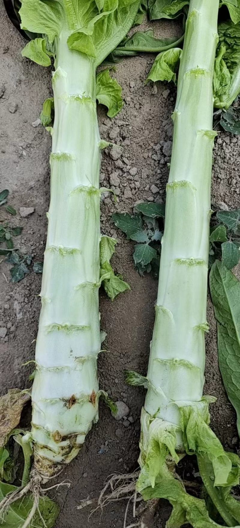 高原夏菜质量好颜色正诚信赢天下