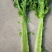高原夏菜质量好颜色正诚信赢天下