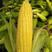 安徽玉米精品太阳花大量上市，产地直发一手货源，可视屏看货